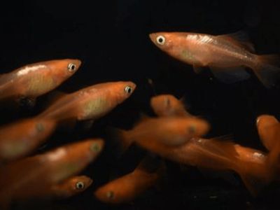 コンムーのめだか屋